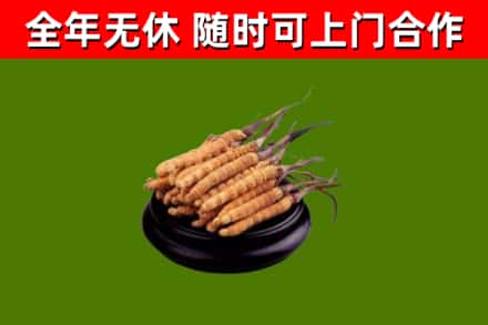 梁园区回收散虫草